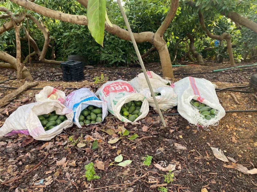 Alanya’da Çaldıkları Avokadoyu Bırakıp Kaçan Şüphelilere Adli Kontrol Kararı