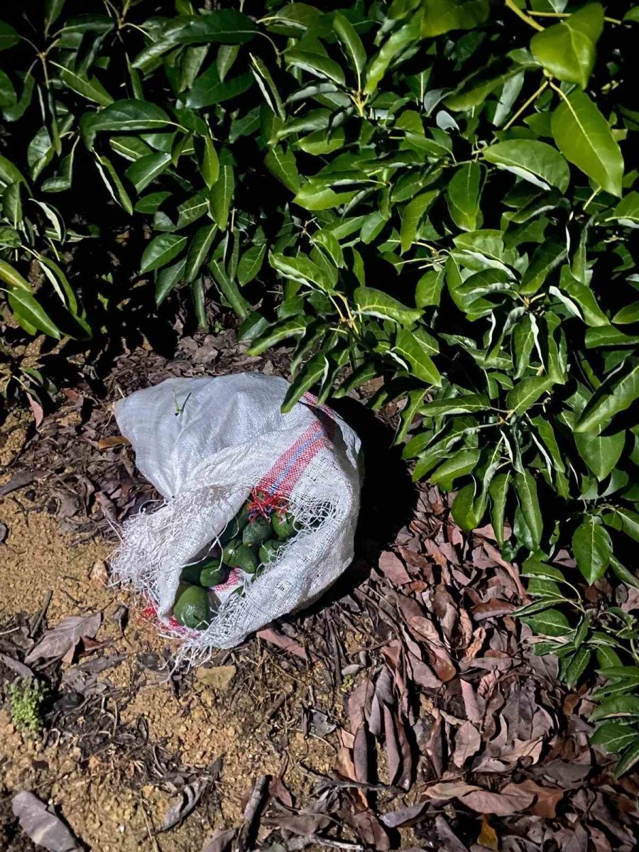 Alanya’da Çaldıkları Avokadoyu Bırakıp Kaçan Şüphelilere Adli Kontrol Kararı