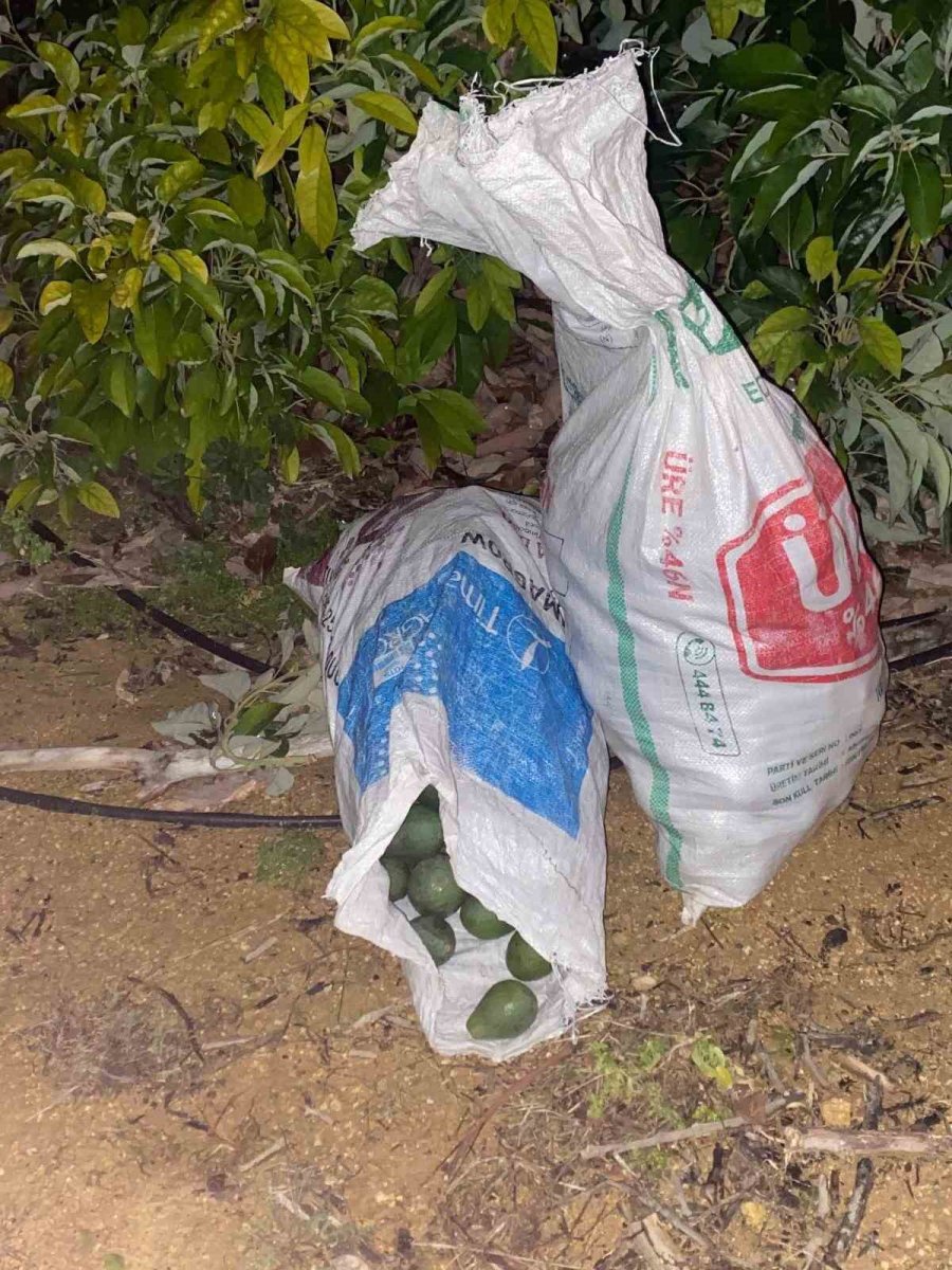 Alanya’da Çaldıkları Avokadoyu Bırakıp Kaçan Şüphelilere Adli Kontrol Kararı