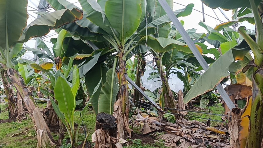 Manavgat’ta Hortum 300 Dönümlük Alanda Seraları Yerle Bir Etti