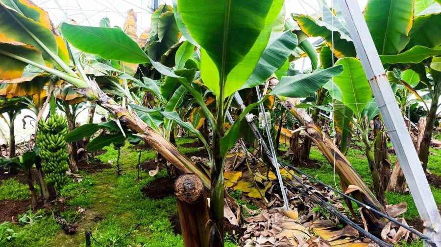 Manavgat’ta Hortum 300 Dönümlük Alanda Seraları Yerle Bir Etti