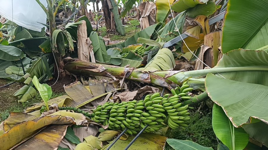 Manavgat’ta Hortum 300 Dönümlük Alanda Seraları Yerle Bir Etti