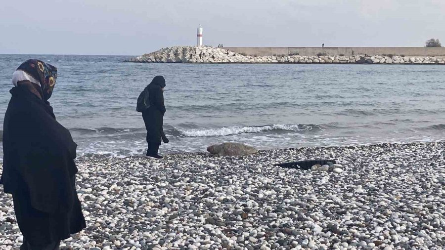 Bir Caretta Caretta Daha Ölü Bulundu:15 Günde 7’inci Ölüm