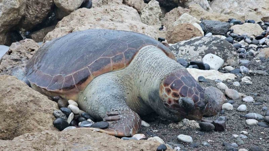 Bir Caretta Caretta Daha Ölü Bulundu:15 Günde 7’inci Ölüm