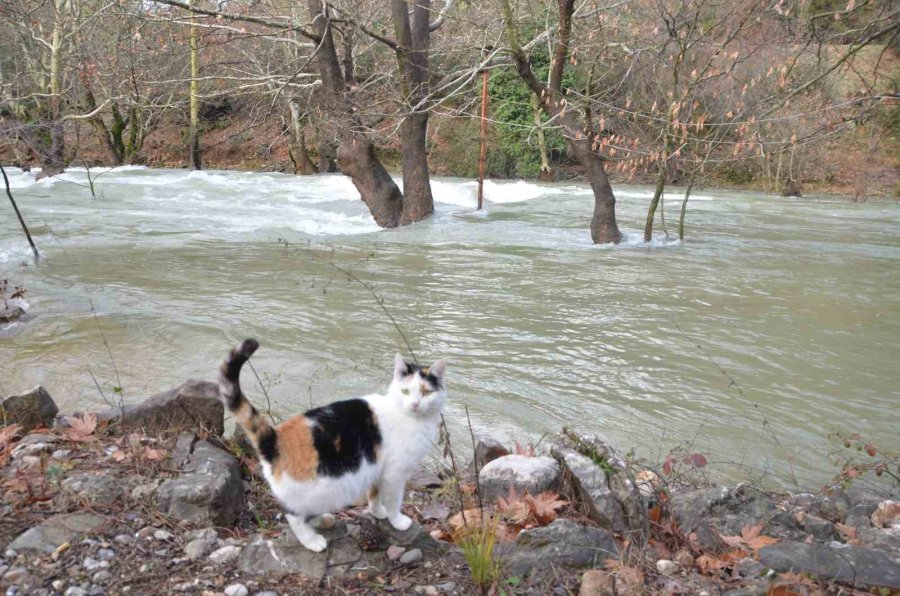 Toroslar’da Yağış Bereketi Kuruyan Üzümdere Irmağını Yeniden Canlandırdı, Şelaleler Coştu