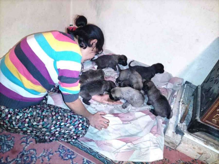 Fırtına Sonrası Devrilen Ağaçların Altında Kalarak Telef Olan Anne Köpeğin Yavrularına Sahip Çıktılar