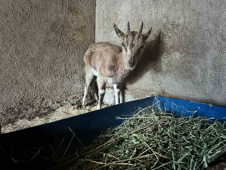 Bitkin Halde Bulunan Yaban Keçisi Tedavi Altına Alındı