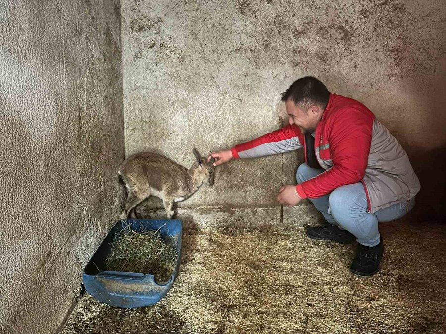 Bitkin Halde Bulunan Yaban Keçisi Tedavi Altına Alındı