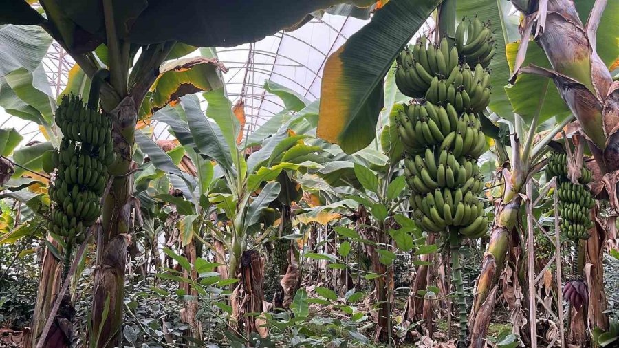 Alanya, Türkiye’nin Muz İhtiyacının Yüzde 40’ını Karşılıyor