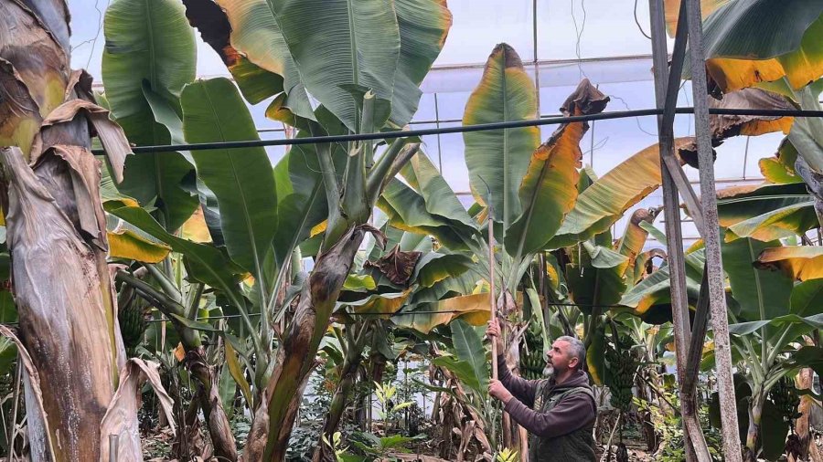 Alanya, Türkiye’nin Muz İhtiyacının Yüzde 40’ını Karşılıyor