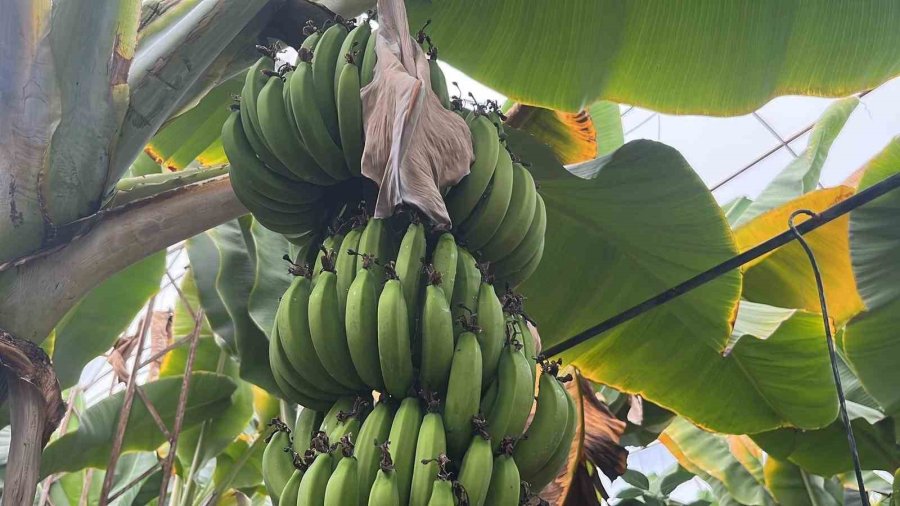 Alanya, Türkiye’nin Muz İhtiyacının Yüzde 40’ını Karşılıyor