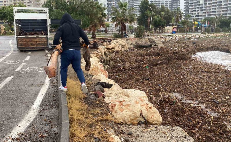 Sel Sonrası Deniz Kahverengi Oldu, Sahiller Odun Doldu