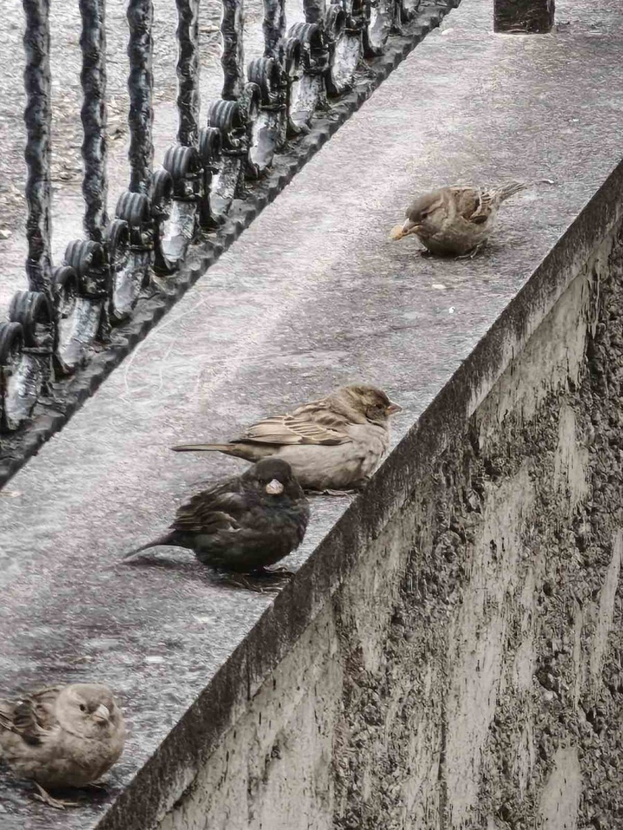 Serçe Sürüsünün Arasında Gördüler, İsmini ’kömür’ Koydular
