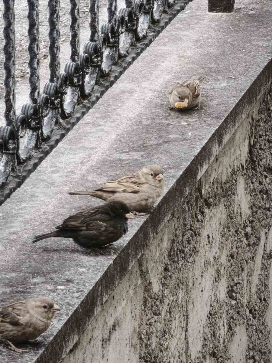Serçe Sürüsünün Arasında Gördüler, İsmini ’kömür’ Koydular