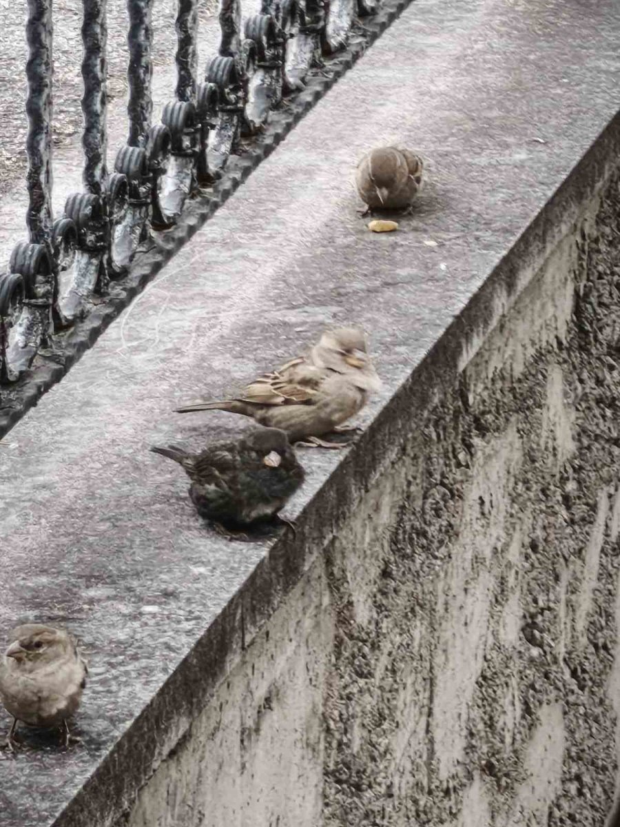 Serçe Sürüsünün Arasında Gördüler, İsmini ’kömür’ Koydular