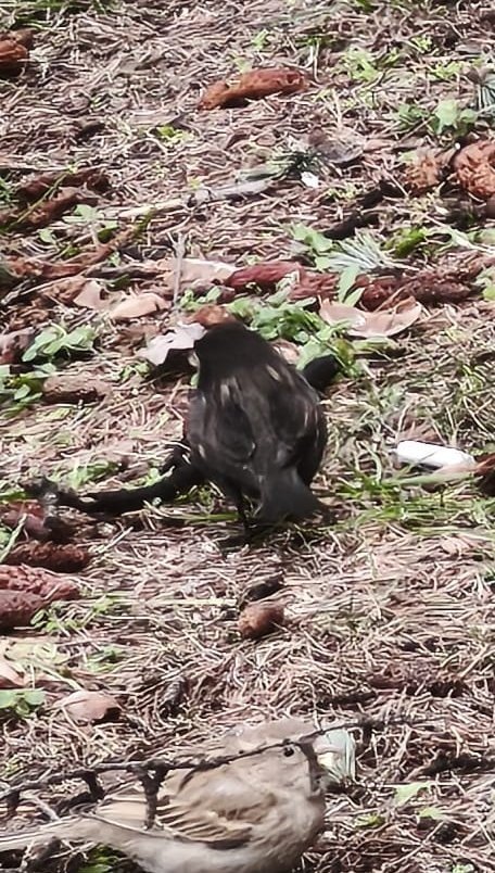 Serçe Sürüsünün Arasında Gördüler, İsmini ’kömür’ Koydular