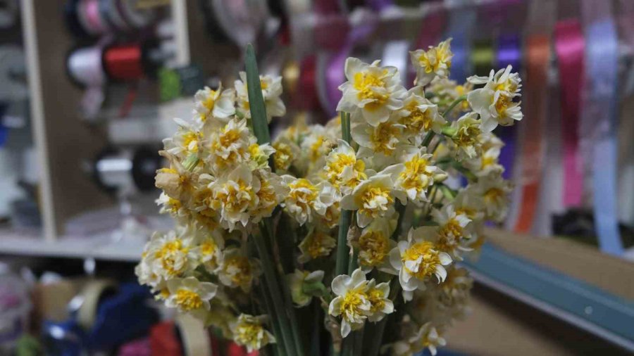 ’çiçeklerin Annesi’ Nergis Büyük İlgi Görüyor