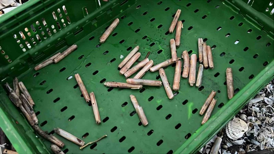 Mersin’de Fırtına Sonrası Binlerce Kargı Midyesi Sahile Vurdu: Balıkçılar Tek Tek Topladı