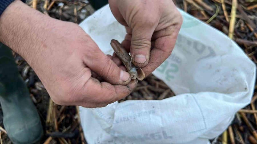 Mersin’de Fırtına Sonrası Binlerce Kargı Midyesi Sahile Vurdu: Balıkçılar Tek Tek Topladı