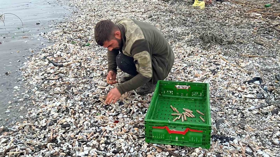 Mersin’de Fırtına Sonrası Binlerce Kargı Midyesi Sahile Vurdu: Balıkçılar Tek Tek Topladı