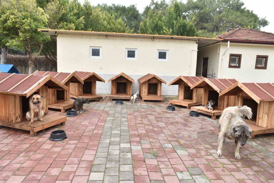 Hayırseverlerden 8 Adet Köpek Ve 50 Adet Kedi Kulübesi