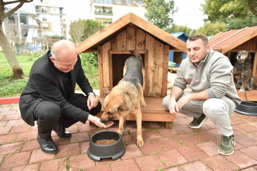 Hayırseverlerden 8 Adet Köpek Ve 50 Adet Kedi Kulübesi