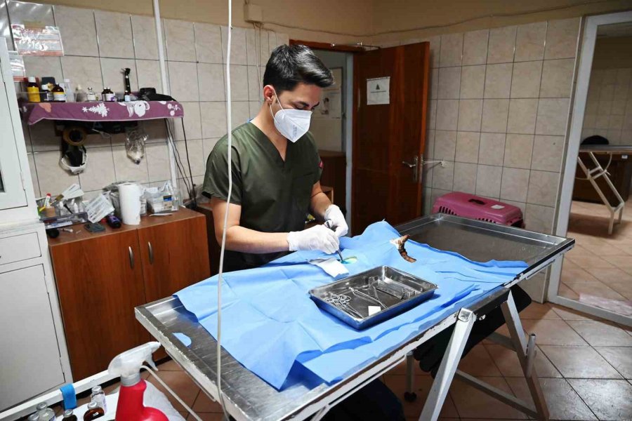 Kemer’de Ocak Ayında 231 Can Dostu Kısırlaştırıldı