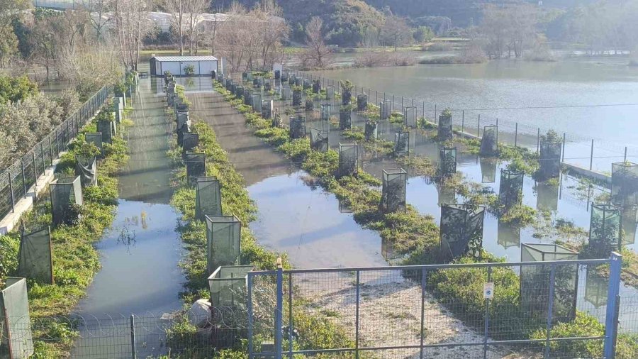 Manavgat Irmağı Taştı, Antalya-alanya Otoban Şantiyesi Sular Altında Kaldı