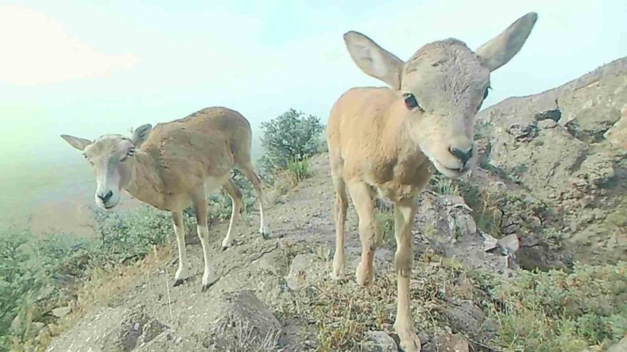 Anadolu Yaban Koyunu Yavrularıyla Görüntülendi