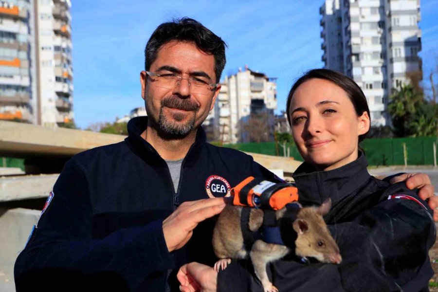 Antalya’da Eğitilen Afrika Keseli Sıçanları Enkaz Altındaki "göz" Olacak