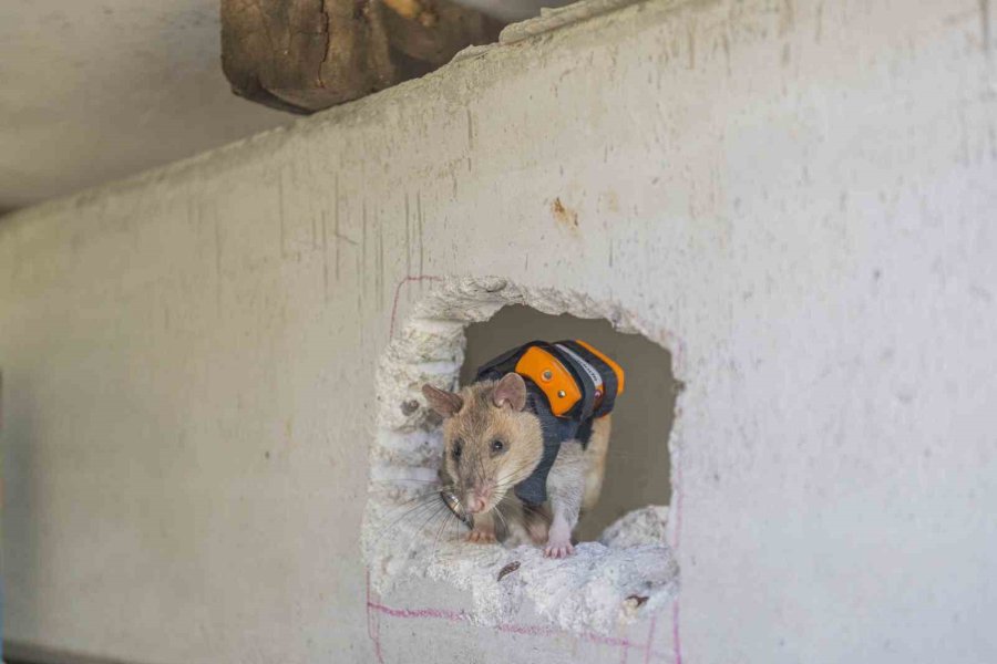 Antalya’da Eğitilen Afrika Keseli Sıçanları Enkaz Altındaki "göz" Olacak