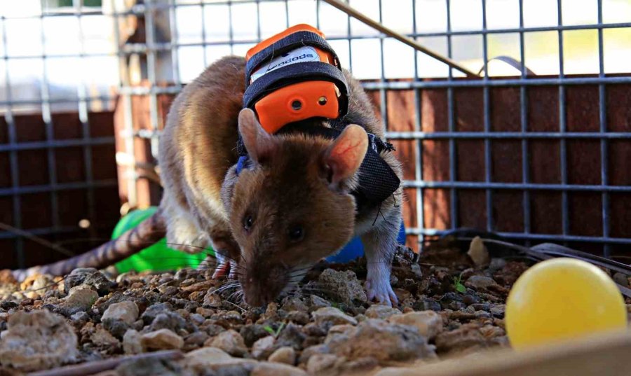 Antalya’da Eğitilen Afrika Keseli Sıçanları Enkaz Altındaki "göz" Olacak