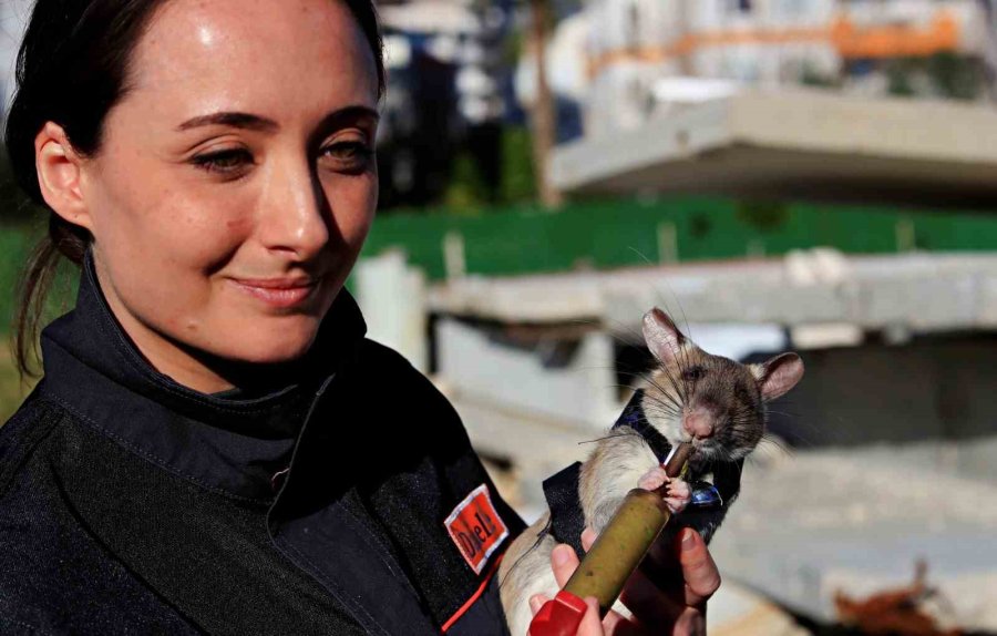 Antalya’da Eğitilen Afrika Keseli Sıçanları Enkaz Altındaki "göz" Olacak