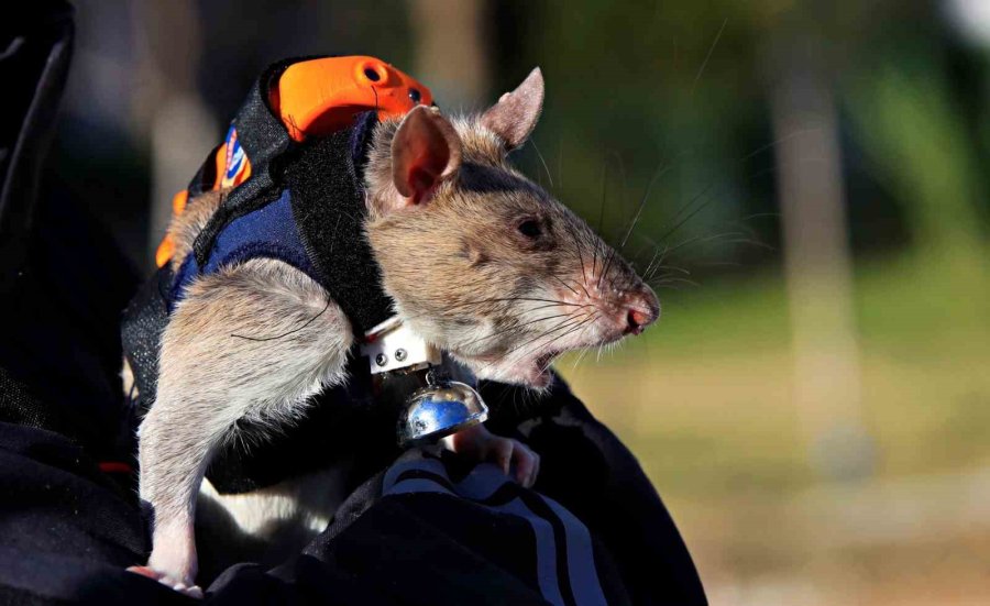 Antalya’da Eğitilen Afrika Keseli Sıçanları Enkaz Altındaki "göz" Olacak