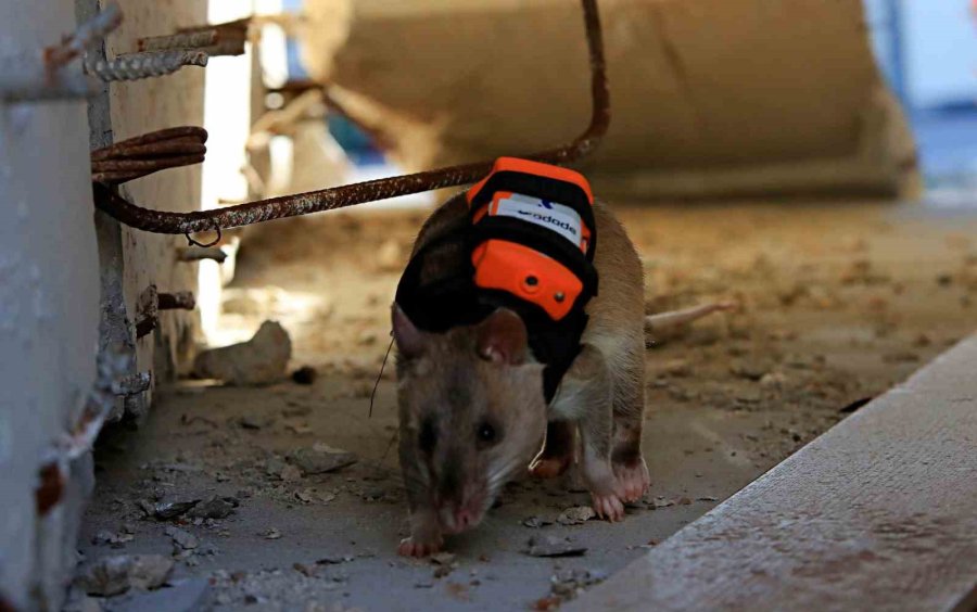 Antalya’da Eğitilen Afrika Keseli Sıçanları Enkaz Altındaki "göz" Olacak