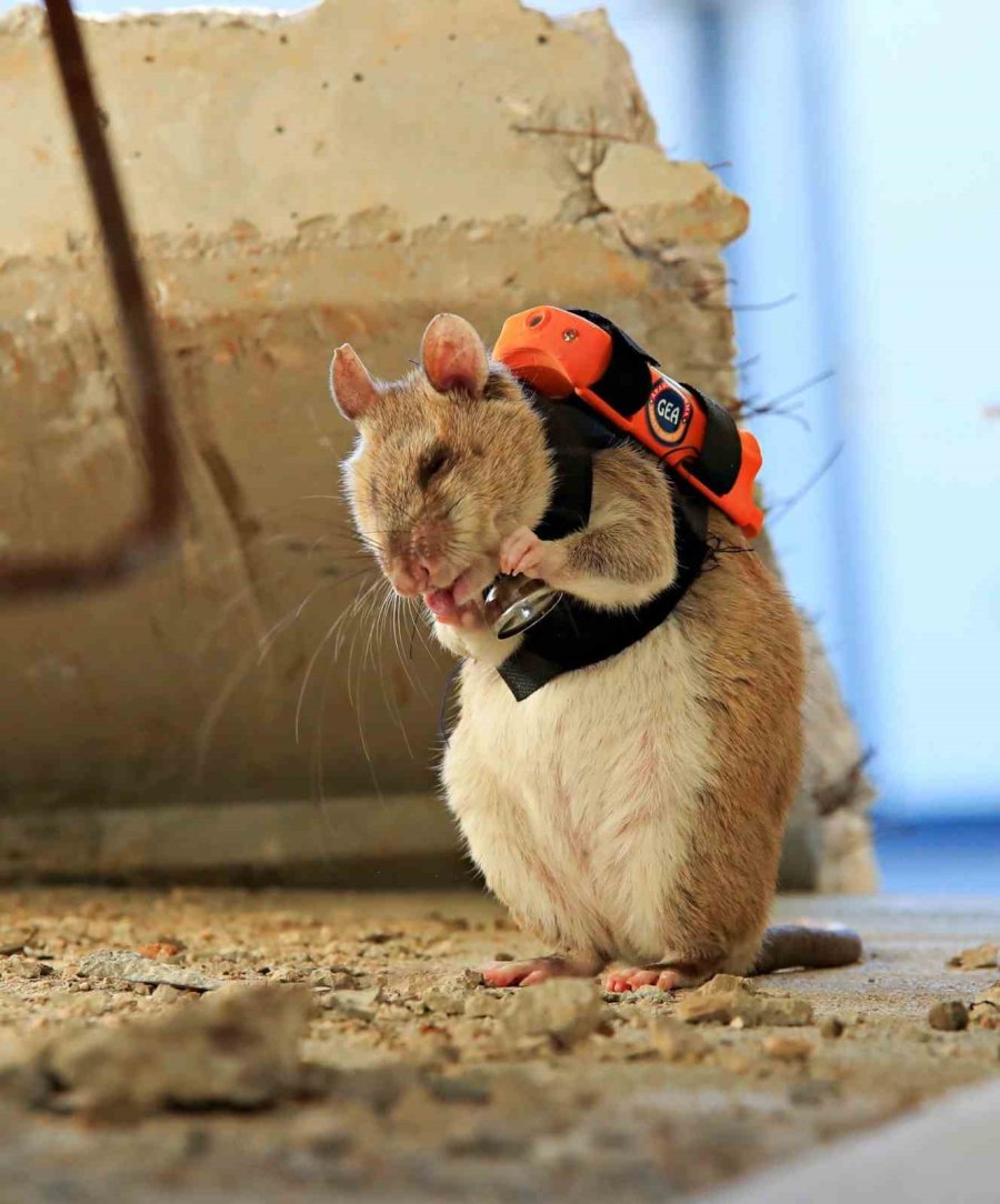 Antalya’da Eğitilen Afrika Keseli Sıçanları Enkaz Altındaki "göz" Olacak