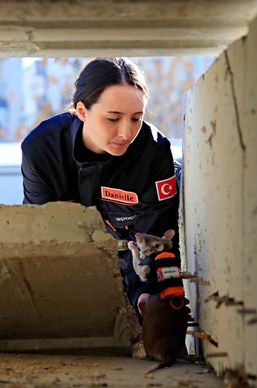 Antalya’da Eğitilen Afrika Keseli Sıçanları Enkaz Altındaki "göz" Olacak