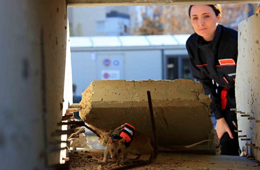 Antalya’da Eğitilen Afrika Keseli Sıçanları Enkaz Altındaki "göz" Olacak