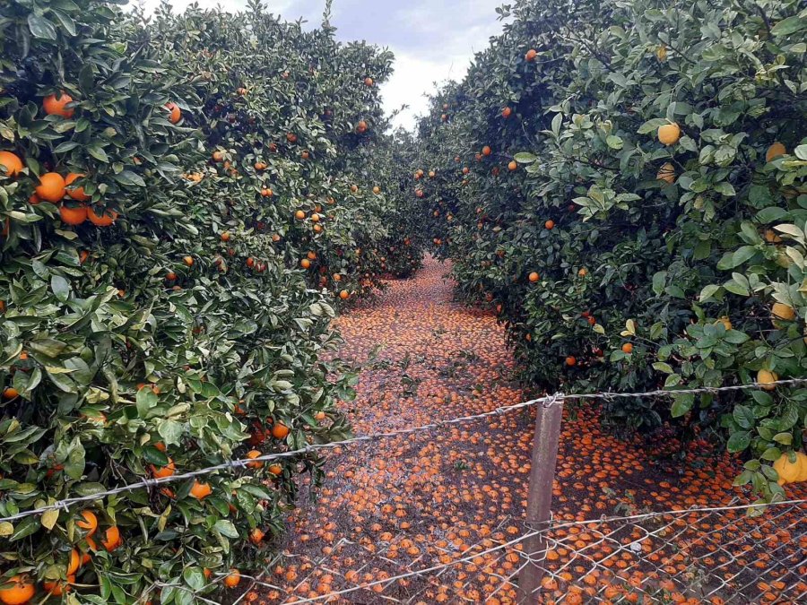 Kumluca’da Hortum Seraları Parçaladı