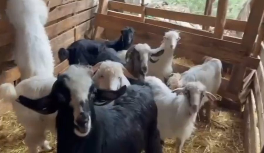 Küçükbaş Hayvan Hırsızlığı Yapan 3 Şüpheli Tutuklandı