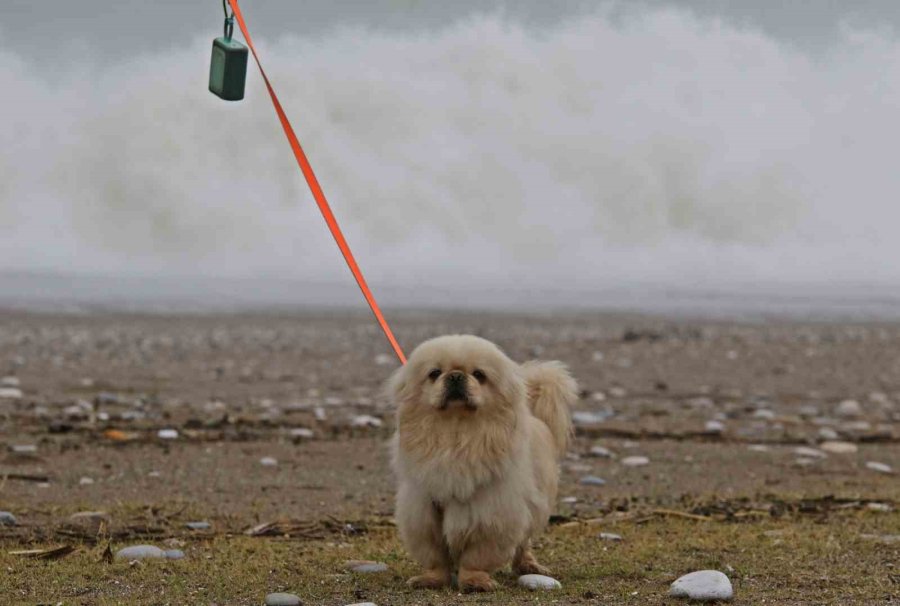 Dev Dalgalar Sahili Dövdü: Martılar Balık, Define Avcıları Kıymetli Eşya Aradı