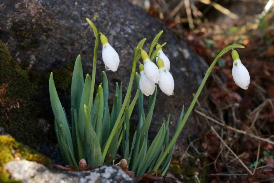 Konya’nın Yüksek Kesimlerinde Kardelenler Görücüye Çıktı