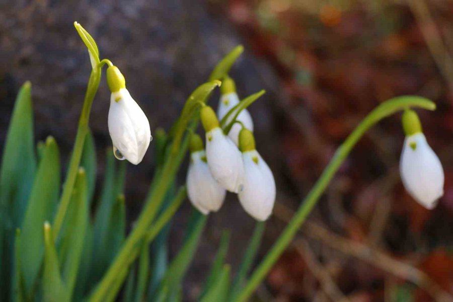 Konya’nın Yüksek Kesimlerinde Kardelenler Görücüye Çıktı