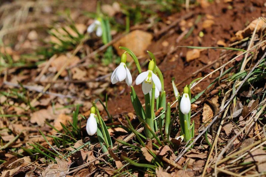 Konya’nın Yüksek Kesimlerinde Kardelenler Görücüye Çıktı
