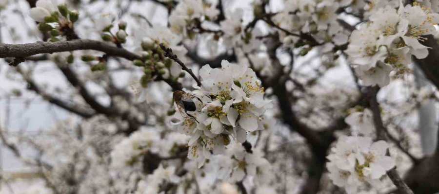 Türkiye Karla Kaplıyken Silifke’de Erik Ağaçları Çiçek Açtı