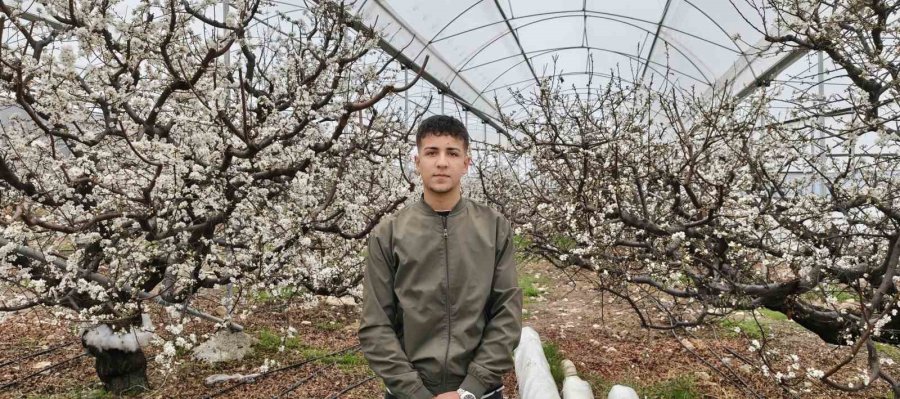 Türkiye Karla Kaplıyken Silifke’de Erik Ağaçları Çiçek Açtı