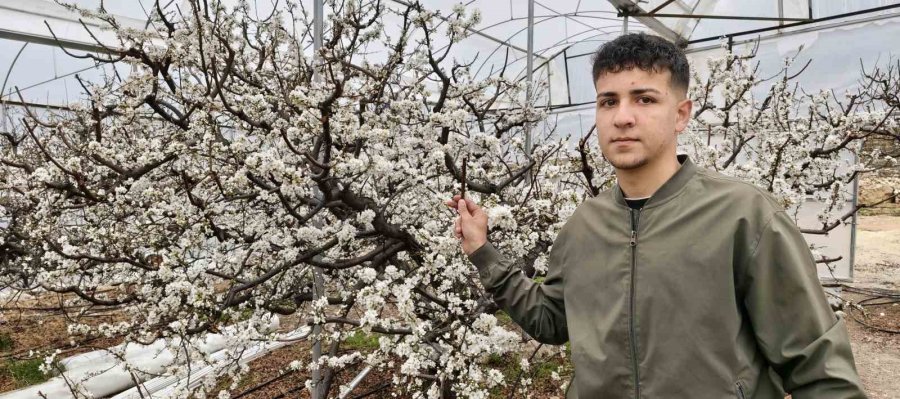 Türkiye Karla Kaplıyken Silifke’de Erik Ağaçları Çiçek Açtı