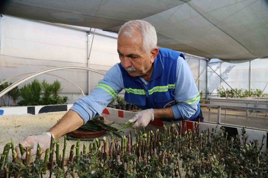 Akdeniz Belediyesi Seralarda Bitki Üretimini Arttırdı
