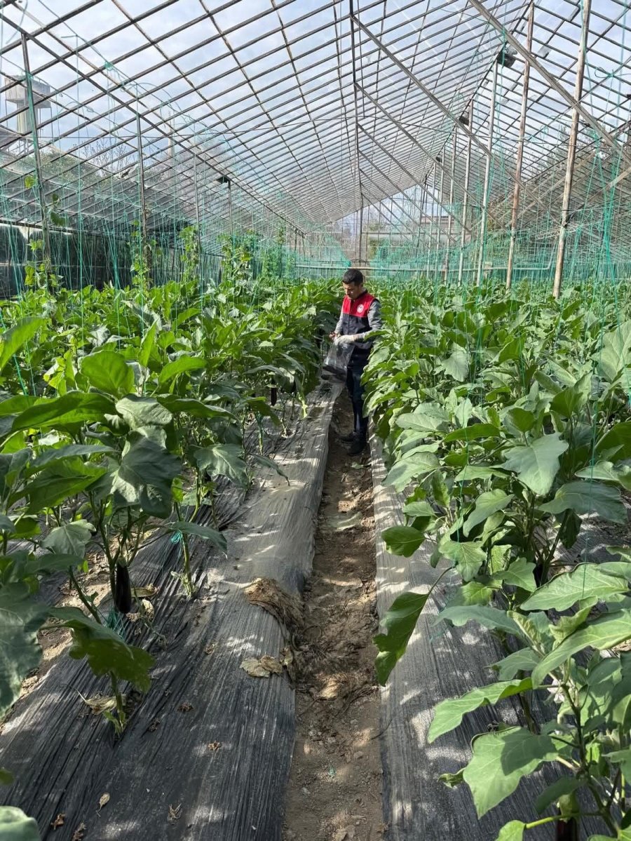 Manavgat’ta Seralarda Hasat Öncesi Pestisit Denetimi