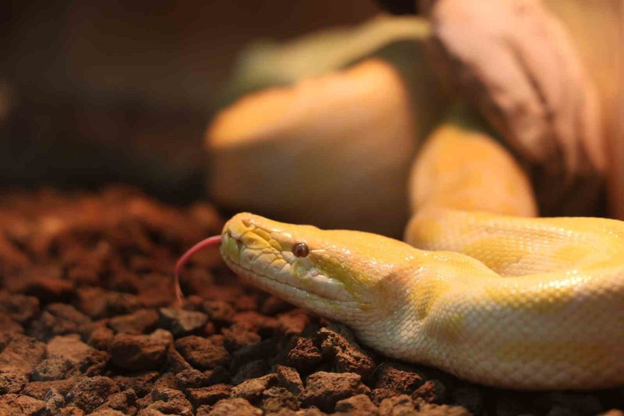 Denizli’de El Konulan Nesli Tehlike Altındaki Piton Konya’da Koruma Altına Alındı